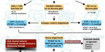 Sepsis / Şok ve Tedavisi